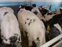 Rinder (Partie, Geschlecht nicht angegeben), Simmental cattle — Foto 4