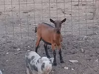 Goat, Alpine goat — photo 2