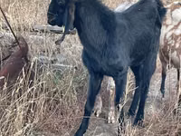 Goat, Beetal goats — photo 1
