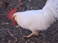 Leghorn — picha 4
