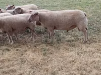 Ram, Charollais sheep — photo 2