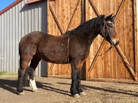 حصان, Mustang — الصورة 1