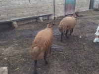मेढ़ा, Blackheaded Persian sheep — फ़ोटो 3