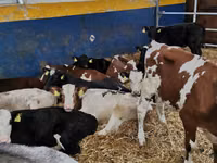 Bull, Simmental cattle — photo 1