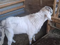 Billy Goat, Beetal goats — photo 4