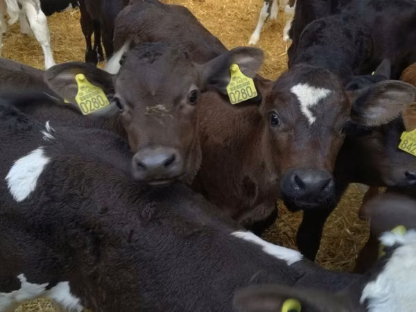 Toro, Ganado vacuno