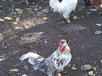 Japanisches Bantam — Foto 6