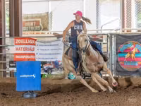 Caballo, Quarter Horse — foto 3