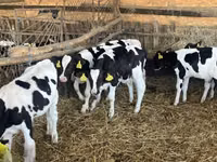 Bull, Russian Black pied cattle — photo 5