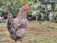 斯洛文尼亚横斑母鸡 — 照片 3