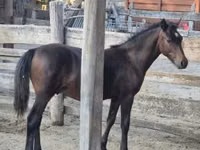 Farasi dume, Welsh Cob — picha 7