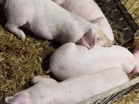 猪（批次，未指定性别）, Pigs — 照片 8