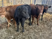 Bull, Aberdeen-Angus — photo 1