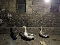 Geese — फ़ोटो 2