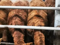 Lo’ (xirmo, jins lama sheegin), Simmental cattle — sawirka 5