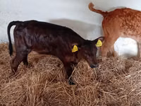 मवेशी (लॉट, लिंग निर्दिष्ट नहीं), Russian Black pied cattle — फ़ोटो 4