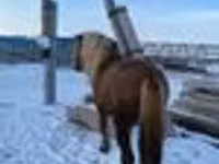 Hengst, Yakutian horse — Foto 4