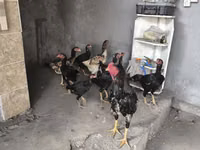 Chickens — फ़ोटो 2