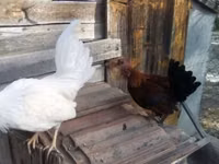 Japanese Bantam — sawirka 1