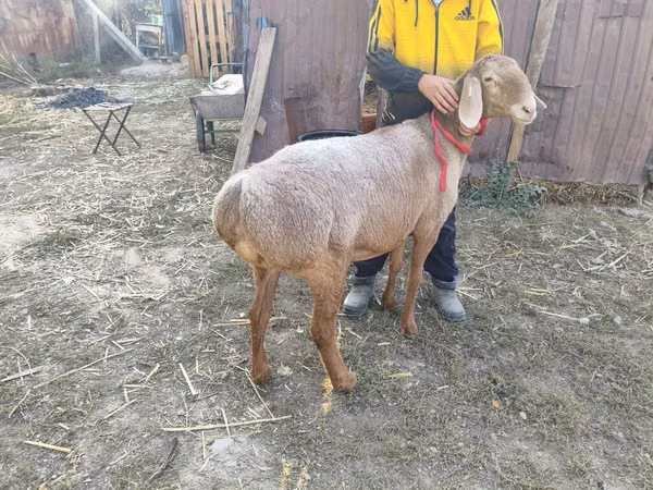Schaf, Arashan sheep