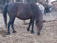 Mare, Horses — photo 3