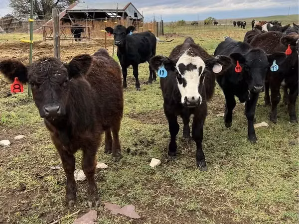 Ng'ombe (kikundi, jinsia haijatajwa), Aberdeen – Angus