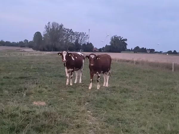 Cow, Simmental cattle