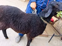 Dume la kondoo, Hissar sheep — picha 2