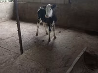 公牛, Russian Black pied cattle — 照片 1