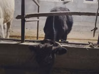 Bull, Cattle — photo 3