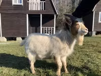 Cabra, Toggenburg goat — foto 5
