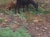 母山羊, Goats — 照片 1