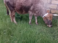 母牛, Red-spotted breed — 照片 7