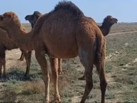 Geel dhaddig, Nar-Maya camel — sawirka 1