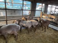 نعجة, Tian-Shan semifinewool sheep — الصورة 3