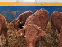 Cattle (batch, sex not specified), Limousin cow — photo 2