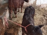 母牛, Cattle — 照片 3