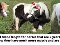 Faras, Miniature horse — sawirka 5