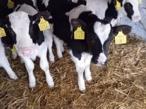 Bull, Holstein breed