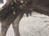 Cow, Alatau breed — photo 6
