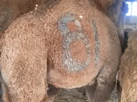 骆驼（批次，未指定性别）, Camels — 照片 4
