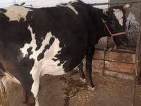 Cow, Alatau breed — photo 5