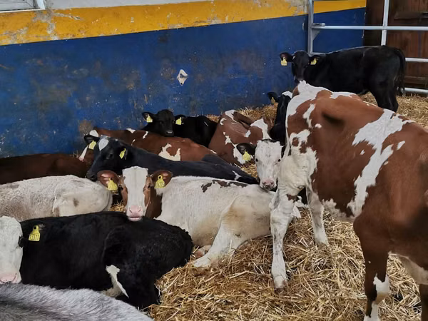 Bull, Simmental cattle