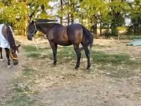 Faras, Nonius horse — sawirka 3