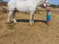 Faras, Percheron — sawirka 5