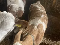 Cow, Simmental cattle — photo 2
