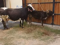 Cow, Alatau breed — photo 6