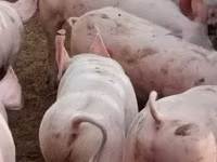 Sow, Pigs — photo 5