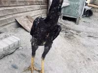 德比郡红冠鸡 — 照片 1