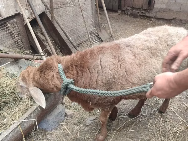 Wad, Sheep